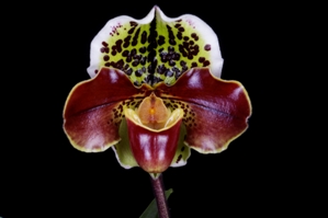 Paphiopedilum Hilo Spotter Spotted Emerald AM/AOS 83 pts.
